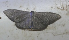 Idaea coercita