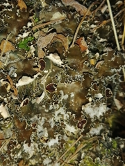 Peltigera extenuata
