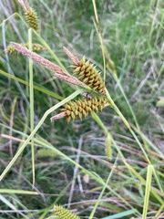Carex ecklonii