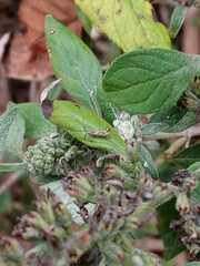 Teleonemia scrupulosa