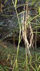 Dypsis