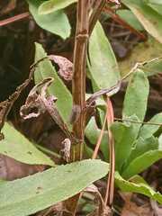 Armadillidium nasatum