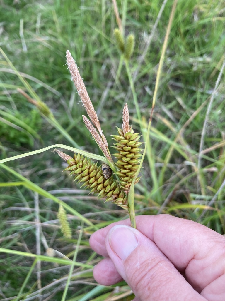 Carex ecklonii