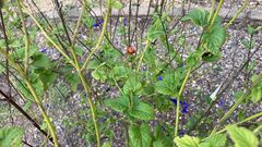 Coccinella septempunctata