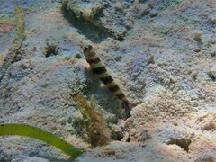 Amblyeleotris wheeleri