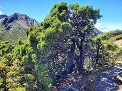 Juniperus squamata