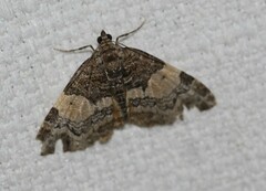 Chrysolarentia phaedra