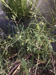 Senecio runcinifolius