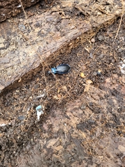 Carabus intricatus