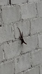 Tropidurus