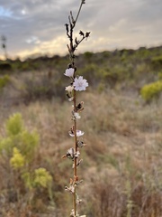 Stephanomeria diegensis