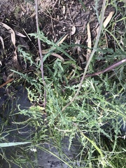 Senecio runcinifolius