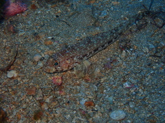 Gobius geniporus