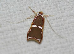 Barantola pulcherrima