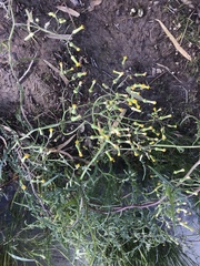 Senecio runcinifolius