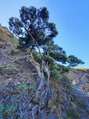 Juniperus squamata