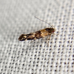 Cosmopterigidae