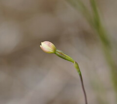 Thelymitra flexuosa