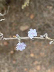 Stephanomeria diegensis