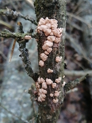 Aleurodiscus amorphus