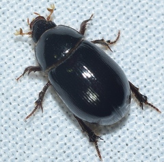 Hybosorus illigeri