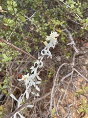 Pseudognaphalium microcephalum