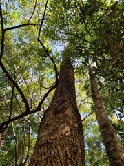 Myrocarpus frondosus