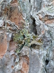 Tuckermanopsis chlorophylla