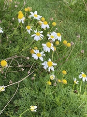 Tripleurospermum maritimum