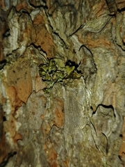 Tuckermanopsis chlorophylla