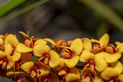 Dillwynia sericea