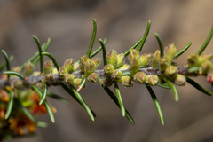 Dillwynia sericea