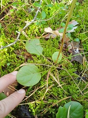 Pyrola media