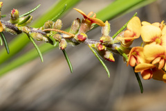 Dillwynia sericea