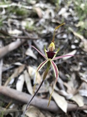 Caladenia tentaculata