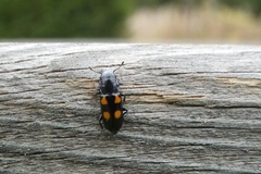 Glischrochilus quadripunctatus