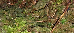 Buxbaumia viridis