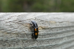 Glischrochilus quadripunctatus