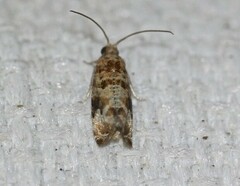 Lobesia transtrifera
