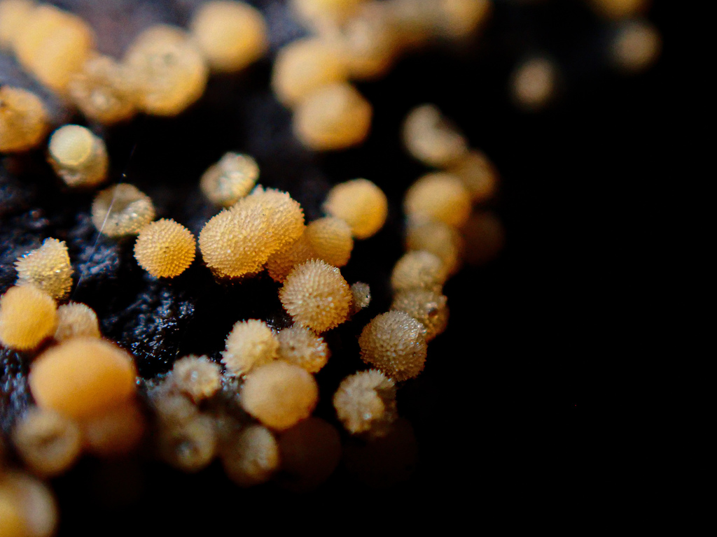 Bactridium from Palm Grove Nature Reserve, Somersby NSW, Australia on ...