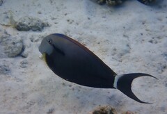 Acanthurus nigricauda