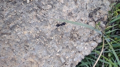 Camponotus compressus