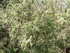 Salix salviifolia