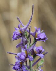 Delphinium halteratum