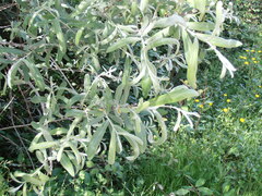 Salix salviifolia