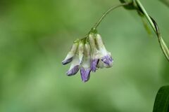 Amphicarpaea edgeworthii