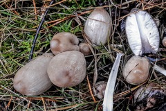 Coprinopsis acuminata