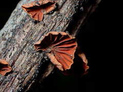 Anthracophyllum archeri