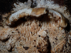 Cerrena zonata