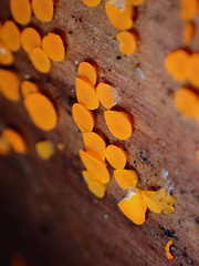 Calycina